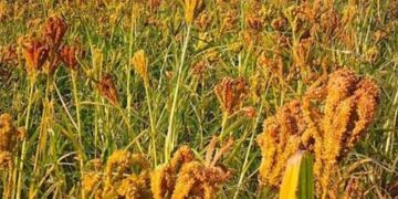 इन केंद्रों पर बेच सकते हैं कोदा, झंगोरा, सोयाबीन, चौलाई