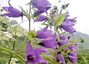 1 जून से पर्यटकों के लिए खुल जाएगा फूलों की घाटी का ट्रैक