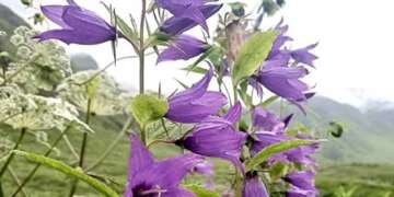 1 जून से पर्यटकों के लिए खुल जाएगा फूलों की घाटी का ट्रैक