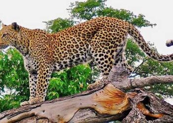 घनसाली : दिन के उजाले में घर के चिराग बुझा रहा गुलदार