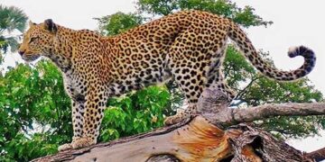 घनसाली : दिन के उजाले में घर के चिराग बुझा रहा गुलदार