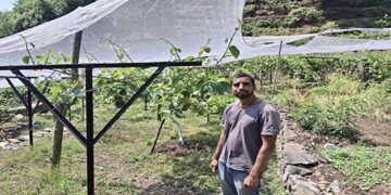 कीवी की एलिसन प्रजाति ने बदली रवि केमवाल की जिंदगी, गांव में ही कर रहे कमाई