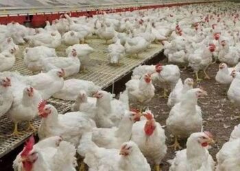 बर्ड फ्लू से सतर्कता, यूपी से आनेवाले कुकुट उत्पाद पर रोक