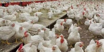 बर्ड फ्लू से सतर्कता, यूपी से आनेवाले कुकुट उत्पाद पर रोक