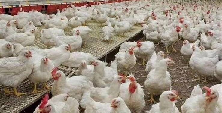 बर्ड फ्लू से सतर्कता, यूपी से आनेवाले कुकुट उत्पाद पर रोक