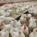 बर्ड फ्लू से सतर्कता, यूपी से आनेवाले कुकुट उत्पाद पर रोक